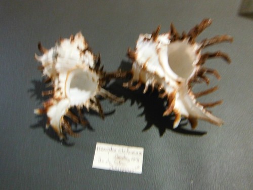 Coquillage hexaplex - coquillage/2,