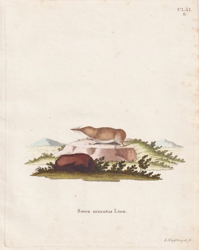 Souris musaraigne eurasienne - musaraigne,