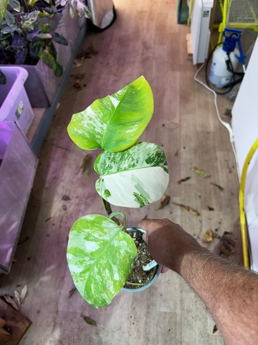 Monstera albo variegata small - monstera,