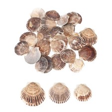 30Pcs Coquillages 1.6"-2" Pour