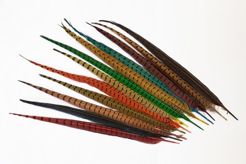 Plumes faisan 50cm - plumes,