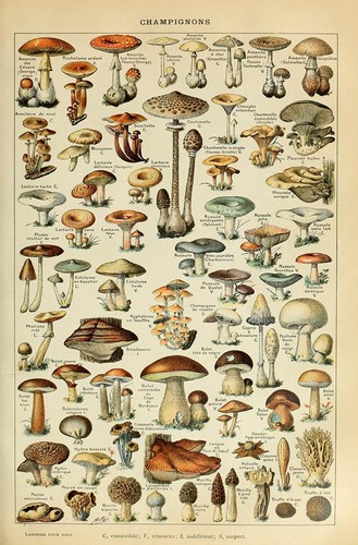 Plaque métal champignon - plaque,