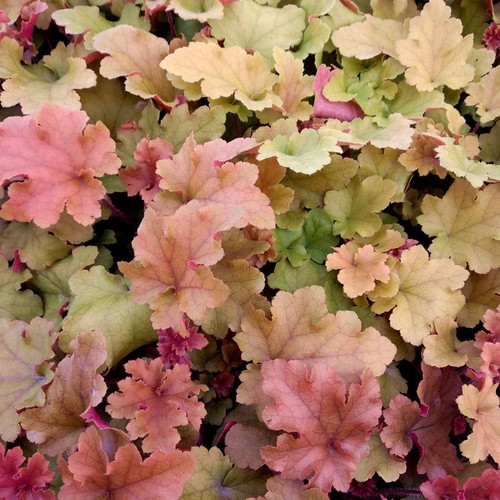 Heuchera villosa marmalade - heuchera,