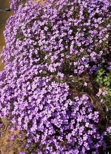 Aubriete cascade purple - aubriete, purple'