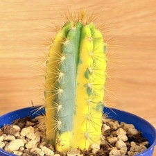 Pilosocereus azureocereus f