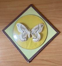 Cadre Papillon Véritable