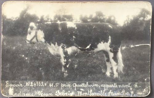 Carte photo vache - photo,