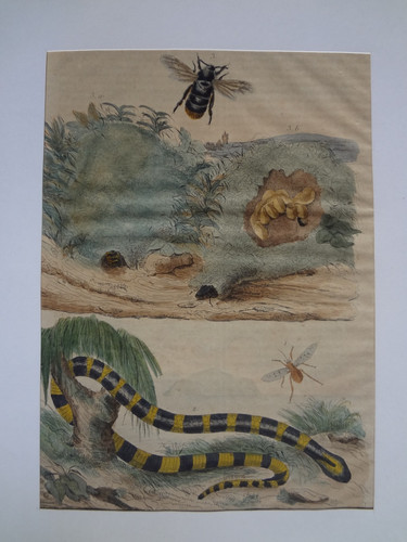 Ancienne gravure serpent - gravure,