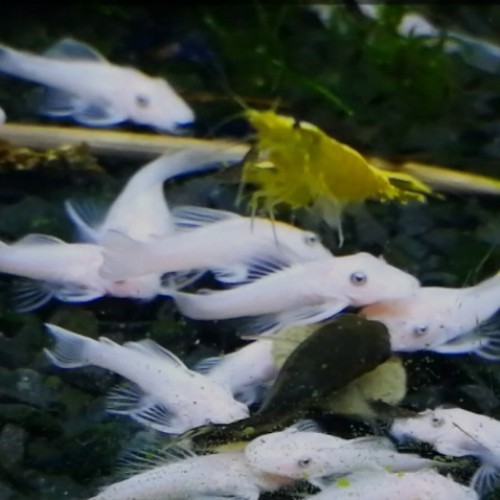 Lot ancistrus snow white - lot,