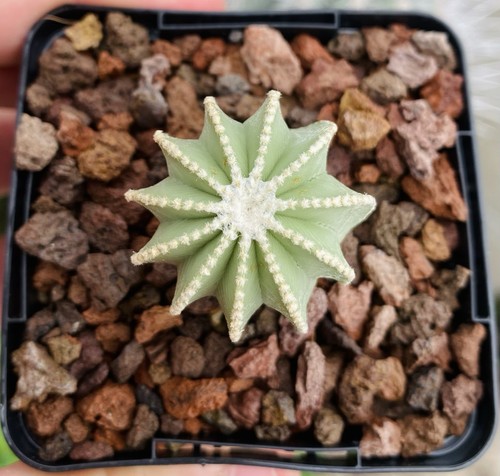 Aztekium hintonii cactus en - aztekium,