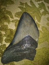 MEGALODON Fossil Giant Shark