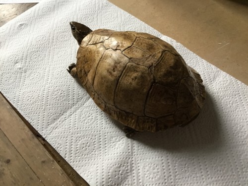 Taxidermie ancienne tortue - ancienne,