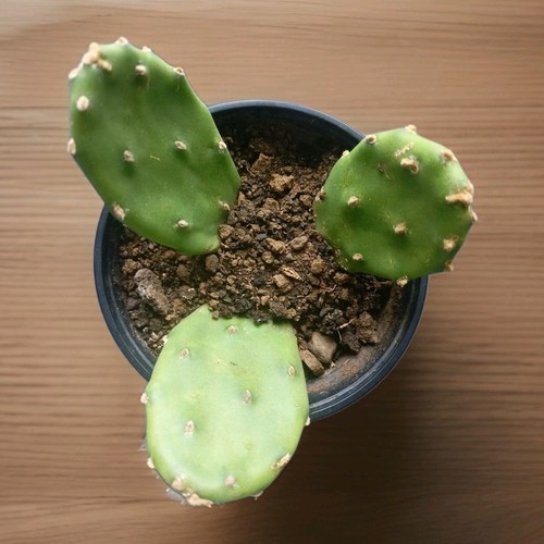 Promo lot 3 - promo, cactus