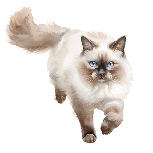 Autocollants ragdoll chat - 6,