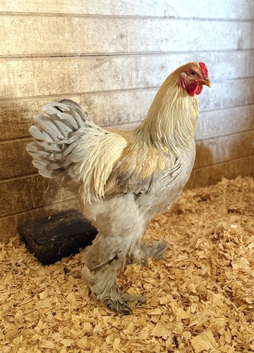 Isabel brahma hatching - 12++,