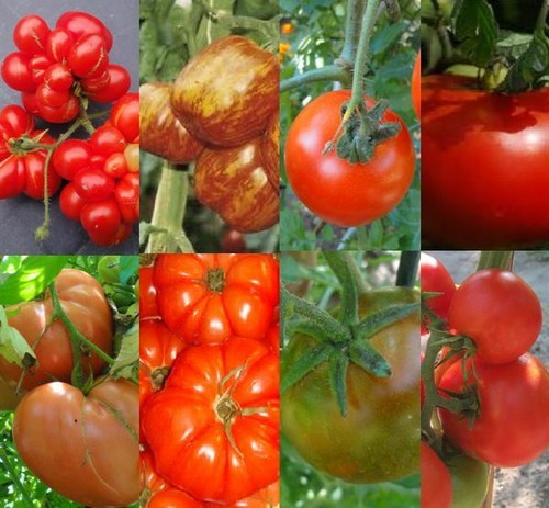 Graines tomates bio - 20,