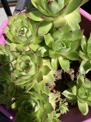 Plants joubarbe - plants, de