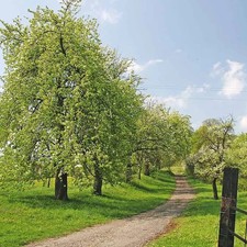 Poirier franc - Poirier commun