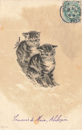 Animaux chats n 1121 - animaux,