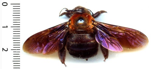 Abeille bee xylocopa mixta - bee,
