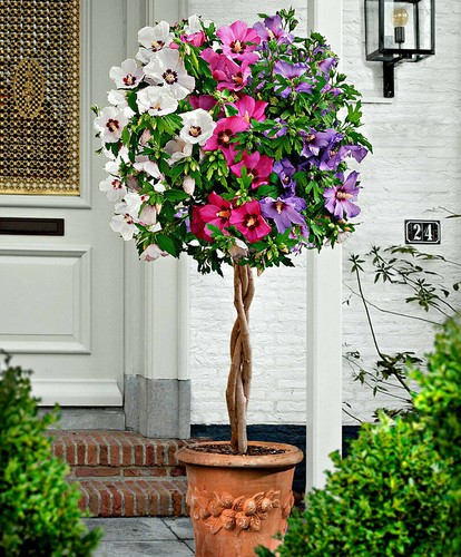 Hibiscus syriacus - hibiscus,