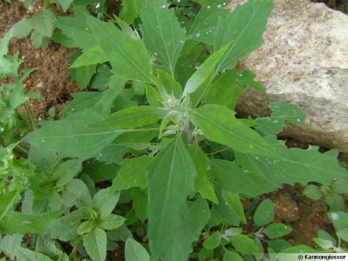 Chénopode blanc anérine - chénopode, blanc,anérine
