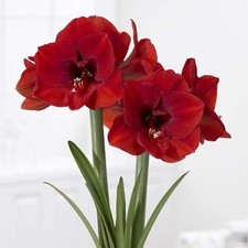 1 RED AMARYLLIS **Multiple