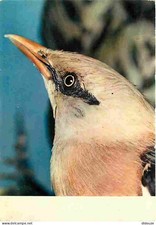 Animals - Birds - Exotic Birds - Jerdon's Blackbird - CPM - See Scans Recto