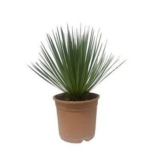 Yucca rostrata cm - yucca, |
