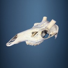 526KU Crane de cerf, bois de