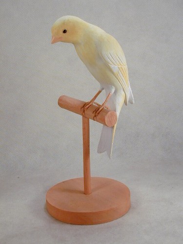 Scotch fancy canary - scotch,