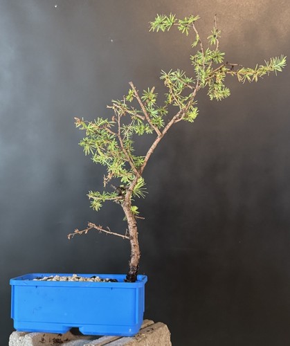Collected american larch pre - american,