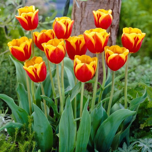 Tulipes bulbes rustique - tulipes,