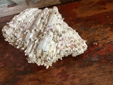 COQUILLAGE BENITIER BIVALVE  700 Gr très bon etat