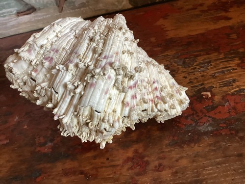 Coquillage benitier bivalve - coquillage,