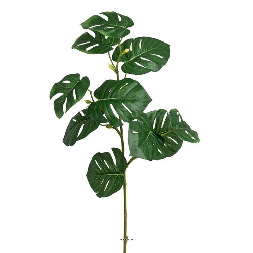 Branche philodendron - de,