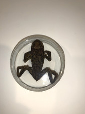Objet de Curiosité - Crapaud