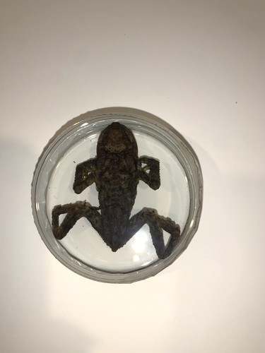 Objet curiosité crapaud - de,