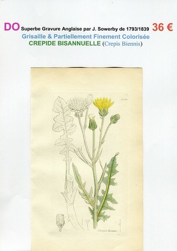 Xviii xix crepide - ,