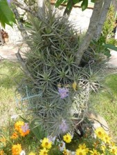 les BELLES  aériennes   épyphites  +verveine  bio de mon jardin+