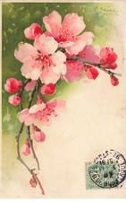 Illustrator - C. Klein - Meissner - Pink Cherry Blossoms
