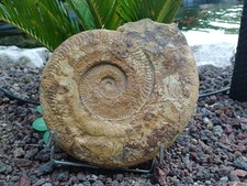 Magnifique Et Grande