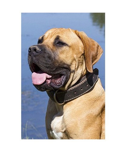 The boerboel dog journal - the,
