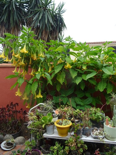 Arbuste datura clochettes - arbuste,
