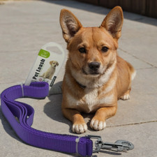 Laisse chien pour promenade  -