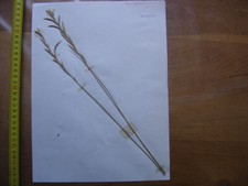 Annees 50 PLANCHE d'HERBIER du Gard Herbarium Planche Naturelle 40