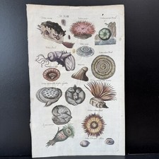 1657 Hand Colored Merian Engraving Print Jonston Historia Naturalis Sea Urchin