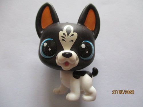 Petshop chien boston terrier - chien,