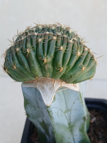Frailea schilinzkyana cristate - frailea,