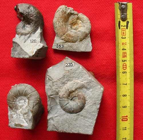 Ammonites barrémien et - 4, du